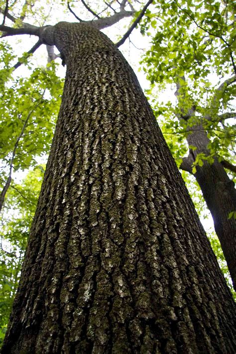 13 Species Of Ash Trees