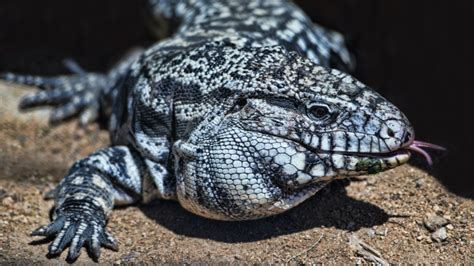 Invasive Dog Sized Lizards Pose Threat Across Southeastern Us Ecowatch