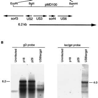 Northern Hybridization Analysis Of Rb Bus Lacgpt Mutant And