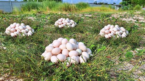 Wow A Female Fisherman Pick A Lot Of Duck Eggs In The Meadow Near The