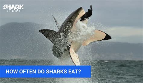 What Do Sharks Eat? How Often Do Sharks Eat? Shark Sider