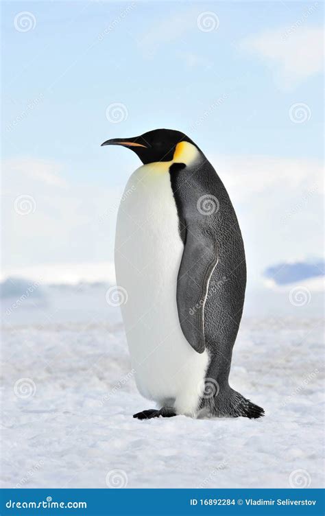 Emperor Penguin Stock Photo Image Of Travel Beach Wildlife 16892284