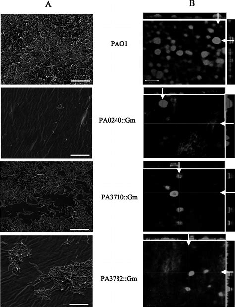 Bio Fi Lm Morphology Of Mutants A SEM Of P Aeruginosa Grown In