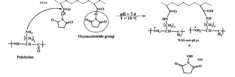 Cross Linking Reaction Between Pnas And Poly L Lysine Download Scientific Diagram