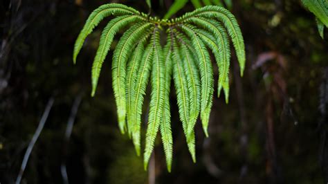 Umbrella Fern Sticherus Cunninghamii Waekura Endemic To N Flickr