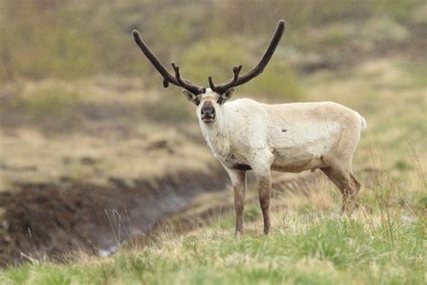 Wildlife In Iceland And Sustainable Tourism