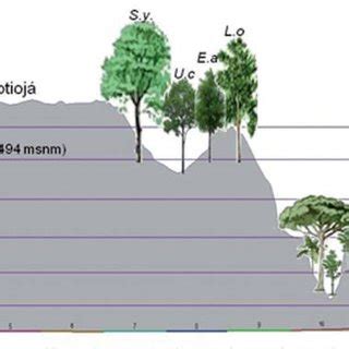 PDF Estructura y composición florística de la vegetación secundaria