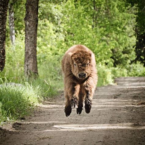 20 Adorable Photos Of Fuzzy Highland Cattle Calves