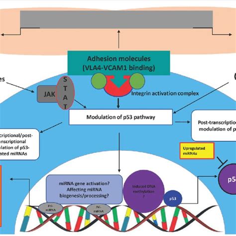 Proposed Scheme For The Role Of Bmscs In Modulation Of P Mirna