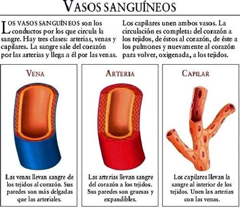 DE JESUS GÓMEZ DIBUJOS DE LOS VASOS SANGUINEOS DEL CUERPO HUMANO