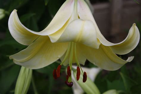 St Joseph Lily