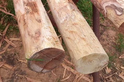 La Madera De Acacia O Robinia