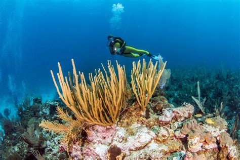 The 15 Best Scuba Diving Destinations for the Holidays