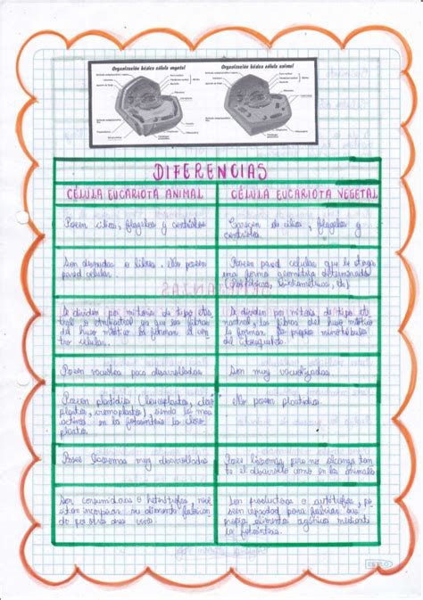 Cuadro Comparativo Semejanzas Y Diferencias Entre Celula Eucariota Y Procariota Pdmrea