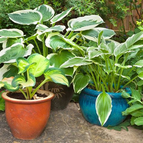 Hosta Care: The Ultimate Guide To Planting and Growing Plaintain Lilies ...