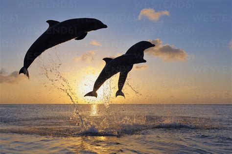 Bottlenose Dolphins At Sunset