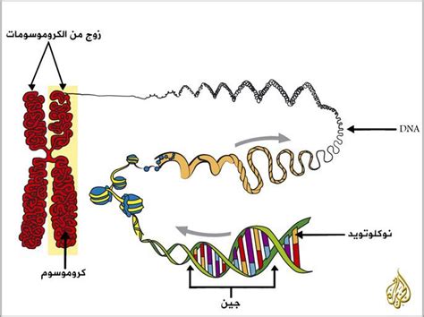 الجينات الوراثية سر الحياة والتنوع أخبار تكنولوجيا الجزيرة نت
