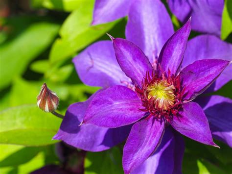 Clematis Care How To Grow Clematis Gardening Know How