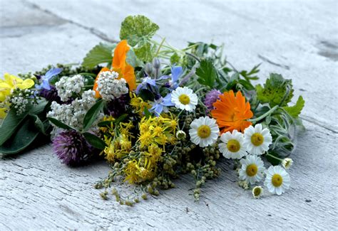 Heimische Kräuter für den Garten Samenhaus Gartenblog