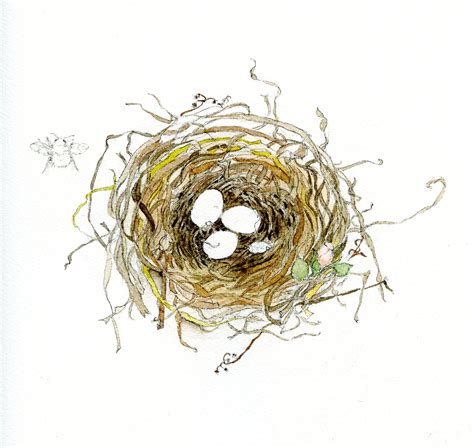 How To Draw A Bird S Nest And Add Color Bird Drawings Drawings