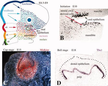 A Schematic Representation Of The Migration Of Cranial Neural Crest