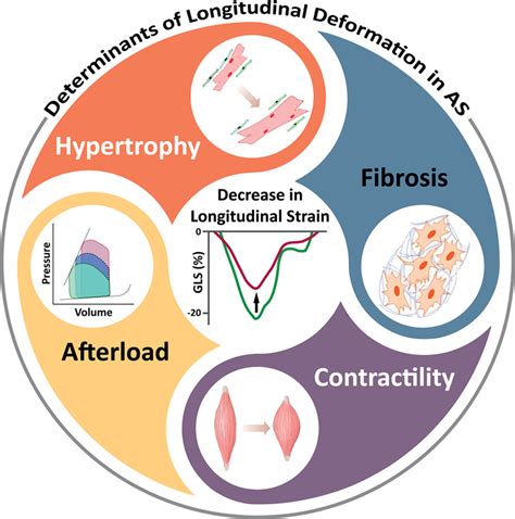 Global Longitudinal Strain In Moderate Aortic Stenosis Circulation