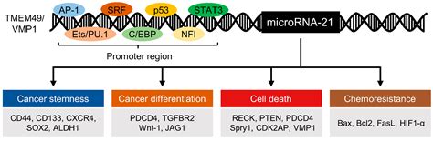 MicroRNA 21 In Cancer Encyclopedia MDPI