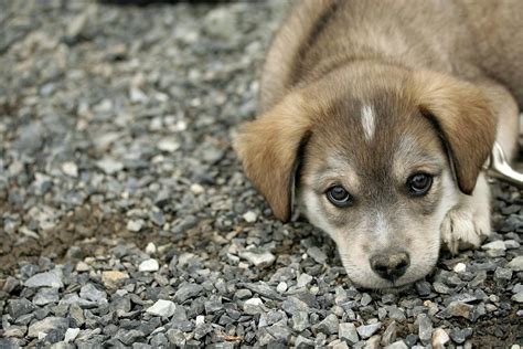 How To Train Your Dog To Pee On Gravel Wag