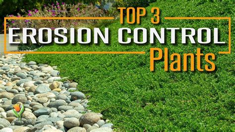 Use These Plants On Your Slope To Prevent Erosion Stabilize Soil And