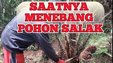 Saatnya Menebang Pohon Salak Budidaya Salak Pondoh YouTube