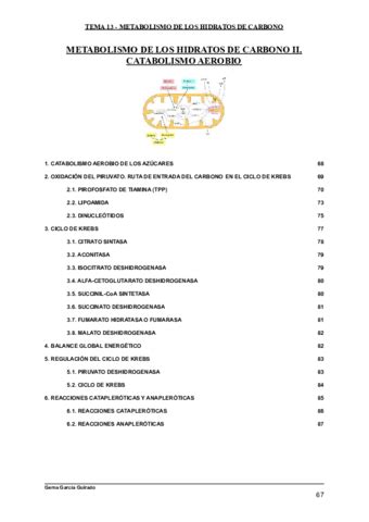 TEMA 13 METABOLISMO DE LOS HIDRATOS DE CARBONO II Pdf