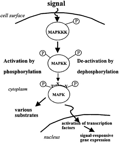 Phosphorylation Cascade