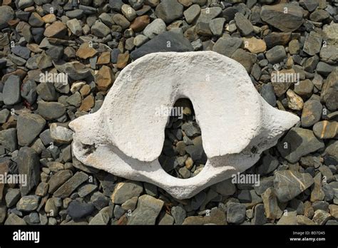 Whale Vertebra Bone On Beach At Grytviken South Georgia Antarctica