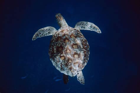 TIRN Named As One Of Best Charities Protecting Sea Turtles Turtle