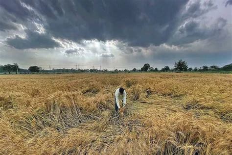 Punjab Wheat Crops Devastated By Heavy Rains And Winds Yield Expected