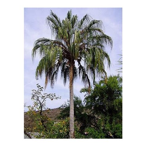 Weeping Cabbage Palm Livistona Decipiens 400mm45ltr