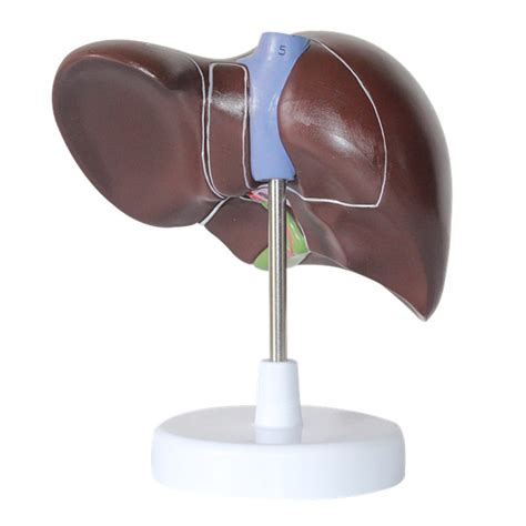 Buy Human Liver Anatomical Model 3D Liver And Gallbladder Model