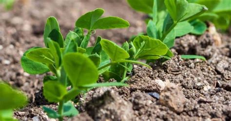 Quando E Come Seminare I Piselli Trucchi Casa E Giardino