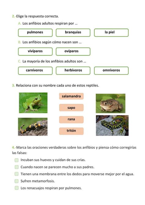 Actividad Online De Los Anfibios Dual Language Spanish Online