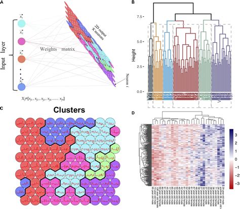 Frontiers Application Of Machine Learning And Weighted Gene Co