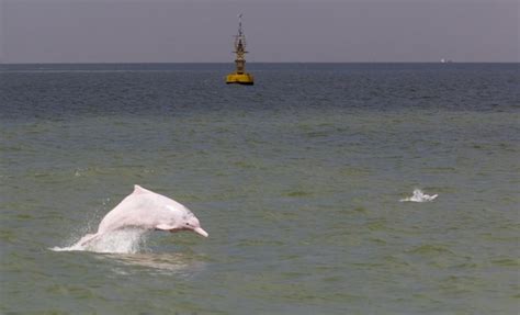 Indo Pacific Humpback Dolphin Ocean Treasures Memorial Library