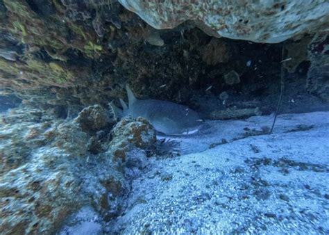 Best Cozumel Dive Sites: Epic Swim Throughs & Fast Drift Dives