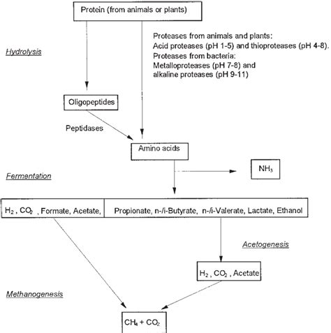 5 Anaerobic Degradation Of Proteins Download Scientific Diagram