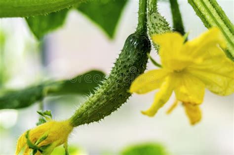 Crecimiento Y Floraci N De Los Pepinos Del Invernadero Alimento Biol