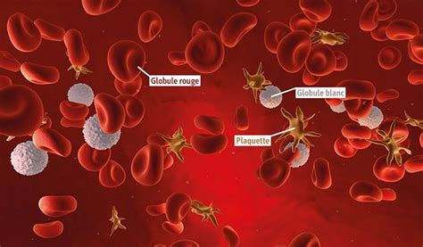 Mise à jour 91 imagen numération formule sanguine plaquettes fr