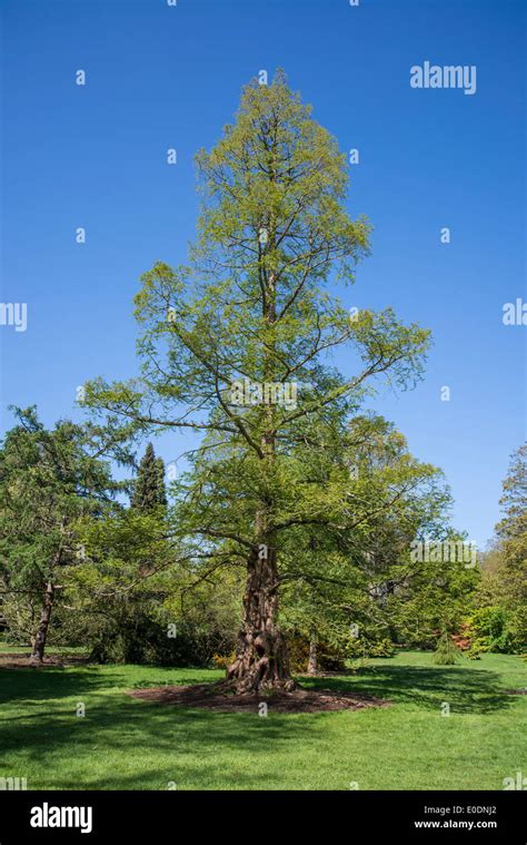 Metasequoia Glyptostroboides The Dawn Redwood Tree Endangered Stock