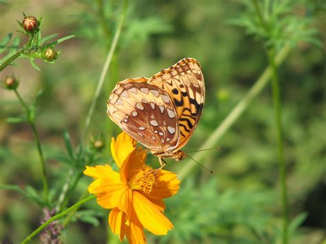 Great Spangled Fritillary On Cosmos Amy Woodward Flickr