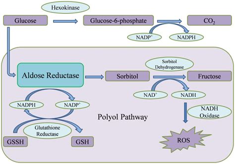 Under Normal Conditions Glucose Is Metabolized To Release Carbon