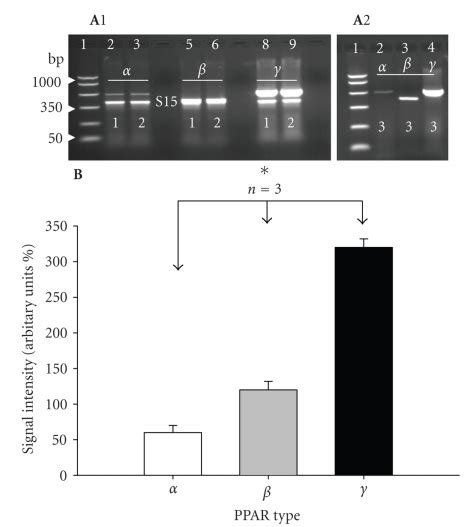 A And A Rt Pcr Amplification Of Three Ppars And From