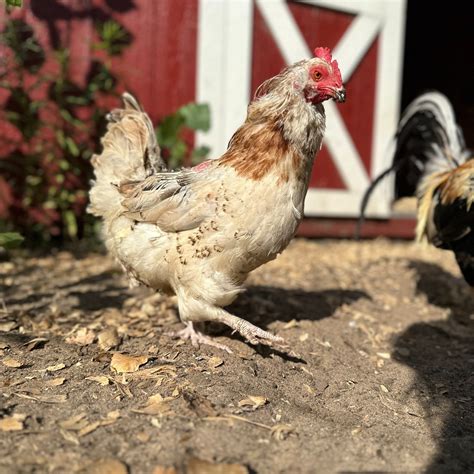 Meet the Animals — Iowa Farm Sanctuary